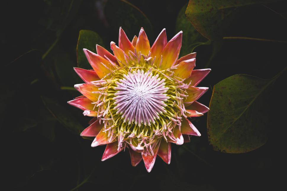 Free Image of Close-up of blooming flower with vibrant colors and details 