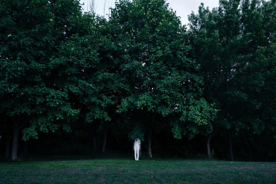 Free Image of Person standing under dense trees on a clear day 
