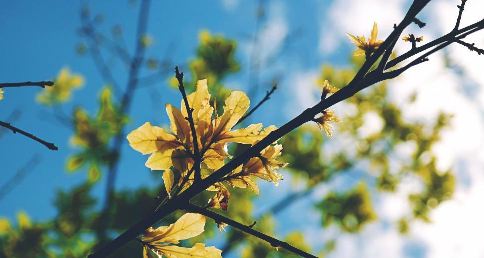Free Image of Yellow flowers on branches and blue sky background 