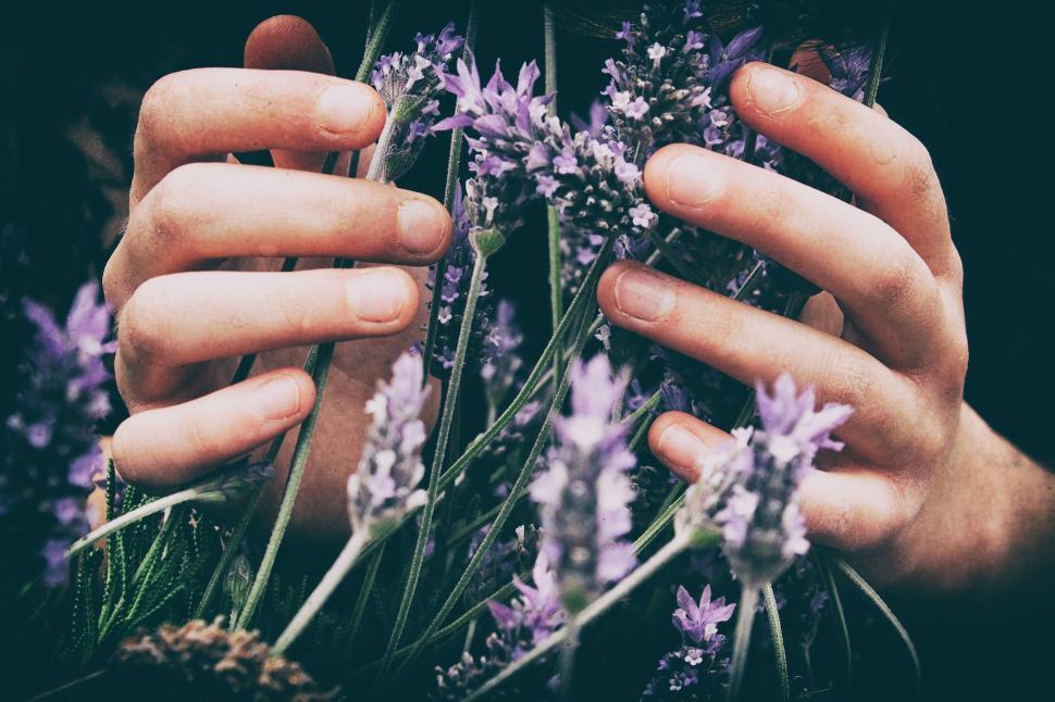 Free Image of Hands delicately grasping fragrant lavender flowers 