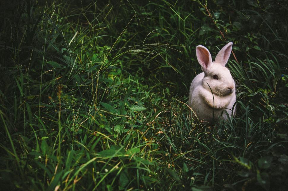 Free Image of White rabbit sitting in the lush green grass, serene 