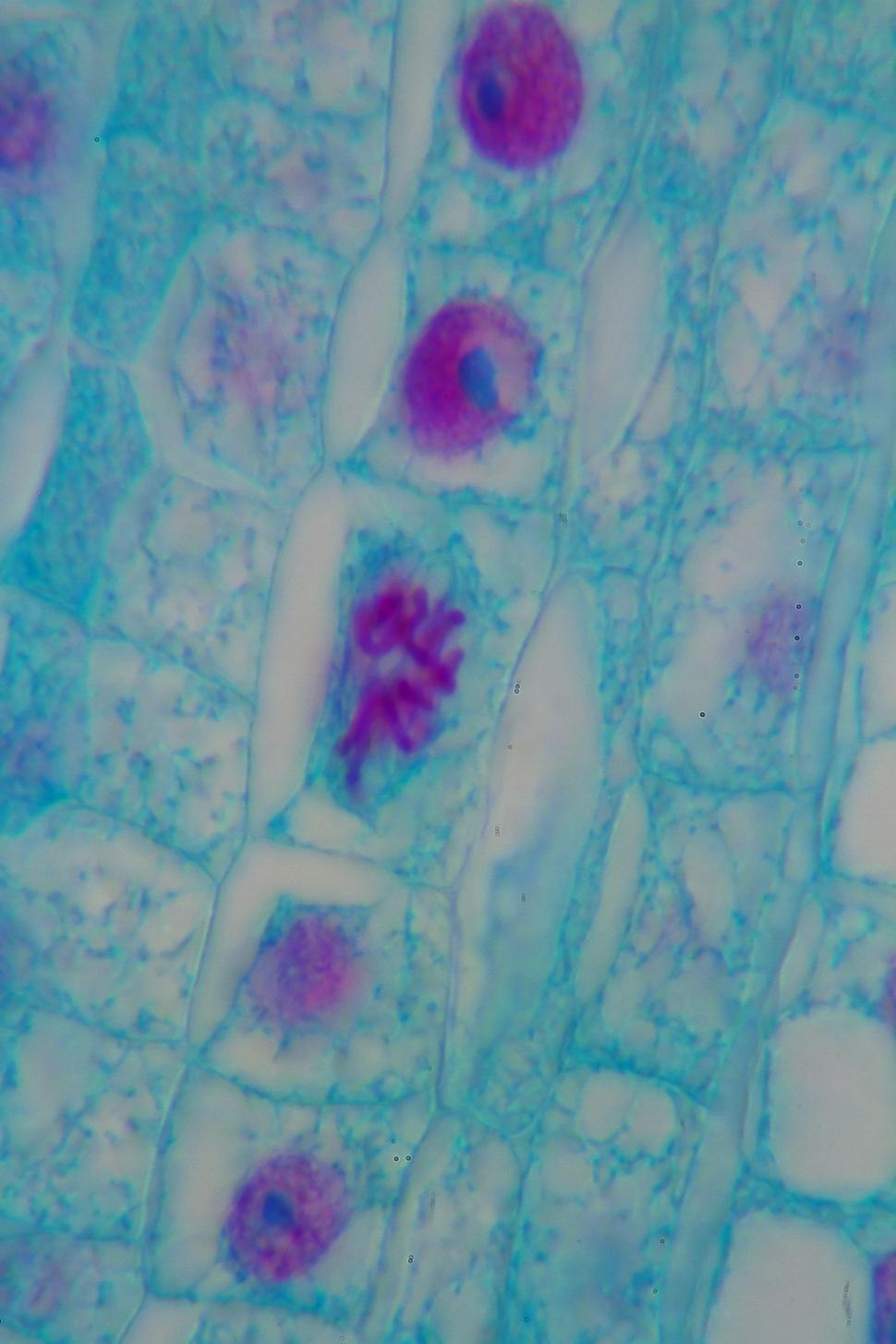 Free Image of Mitosis 
