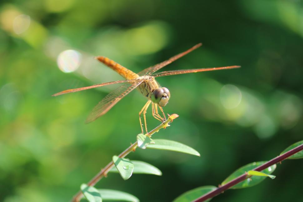 Free Image of Close-up of a dragonfly perched on a green plant 