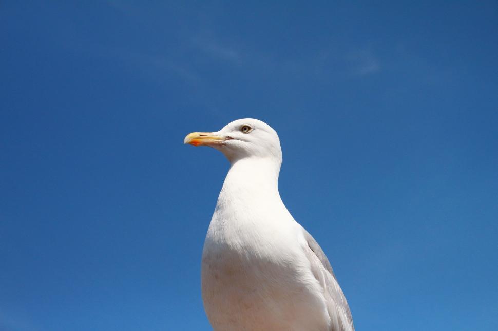 Free Image of Seagull close-up against a clear blue sky background 