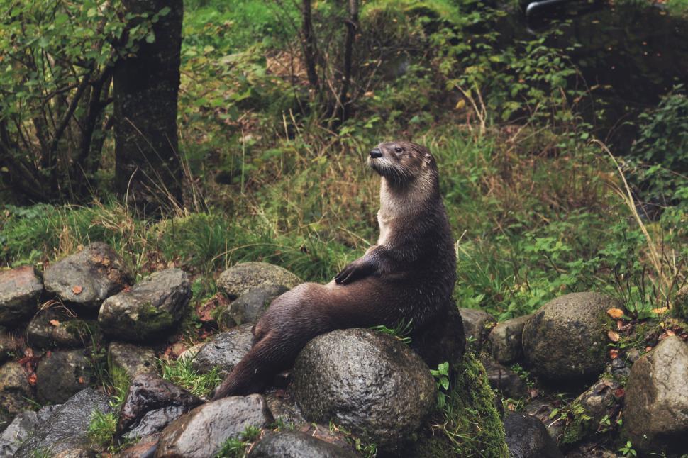 Free Image of An otter sitting on rocks in a lush forest setting 