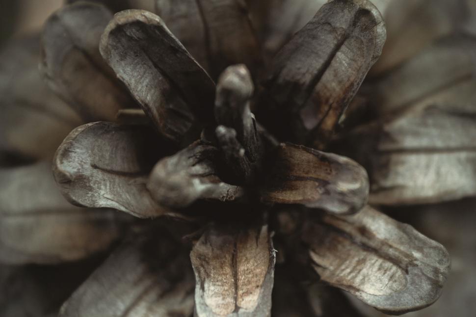 Free Image of Macro shot of a pine cone showing detailed scales 