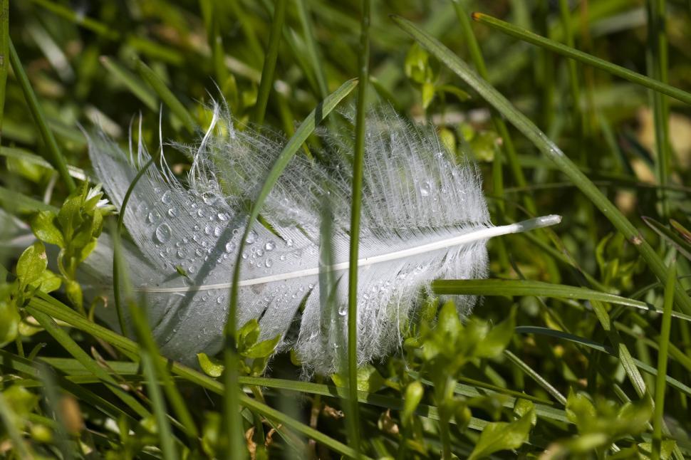 Free Image of Feather 