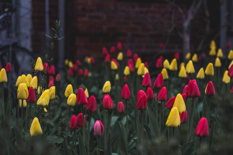Free Image of Vibrant garden with red and yellow tulips in bloom 