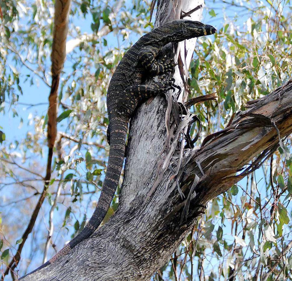 Free Image of Australian Goanna 