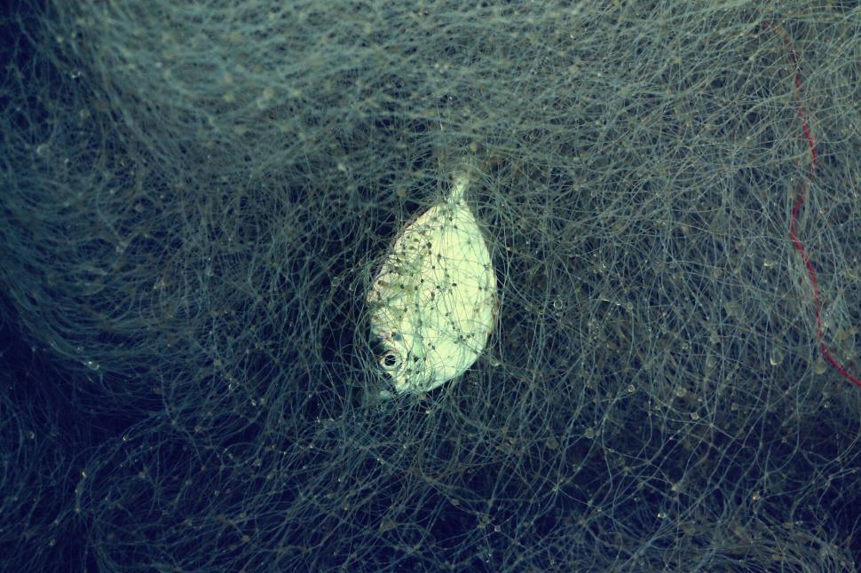 Free Image of Small fish caught in a tangled net underwater image 