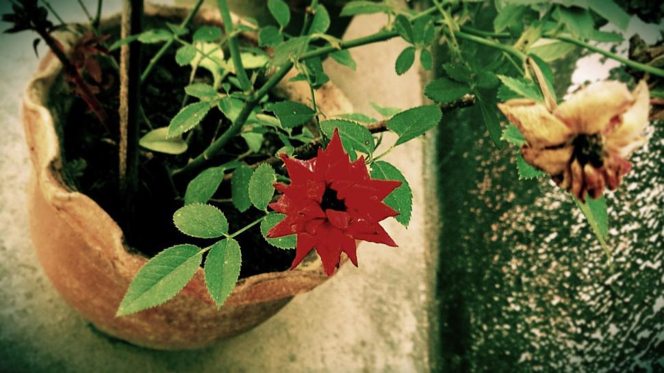 Free Image of Red flower with green leaves in a pot on a gray floor 