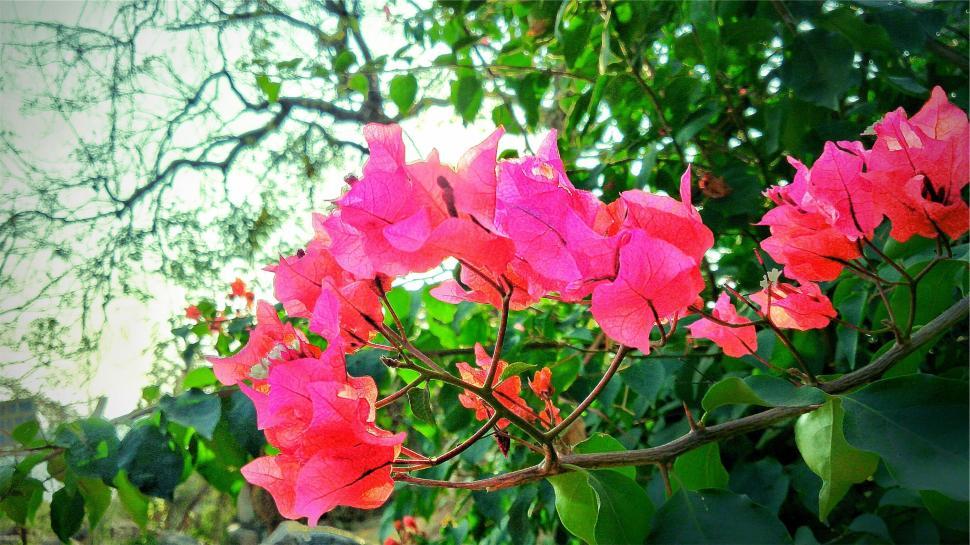 Free Image of Pink blossoms on a branch with green leaves in the sun 