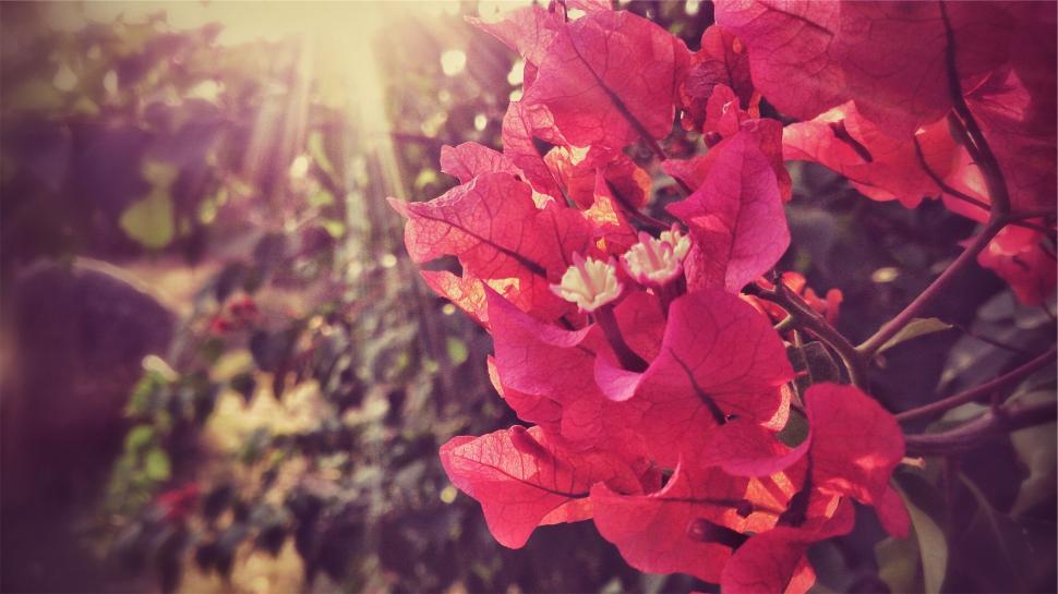 Free Image of Vibrant pink flowers with sunlight shining through leaves 