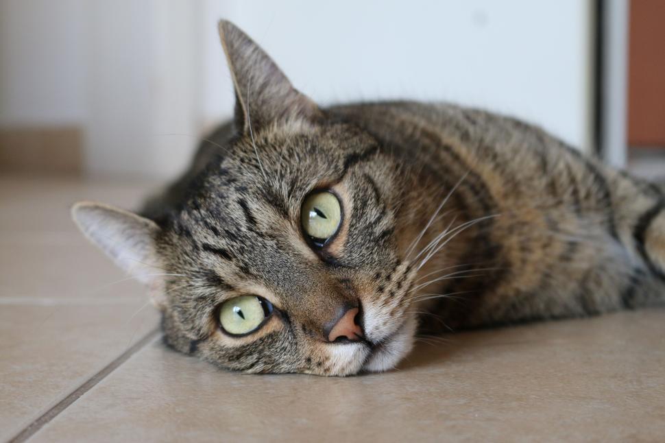 Free Image of Tabby cat lying on tile floor with a curious expression 