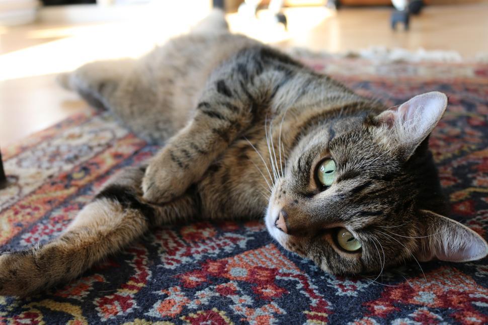 Free Image of Tabby cat lying on a patterned rug in a sunlit room. 