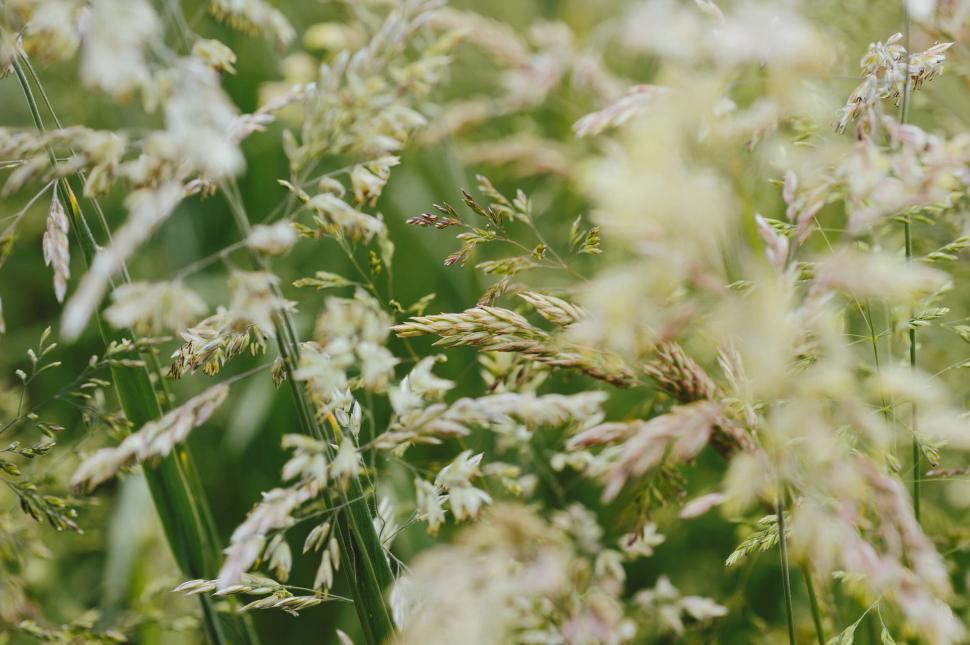 Free Image of Soft focus on wild grasses during daylight in meadow 