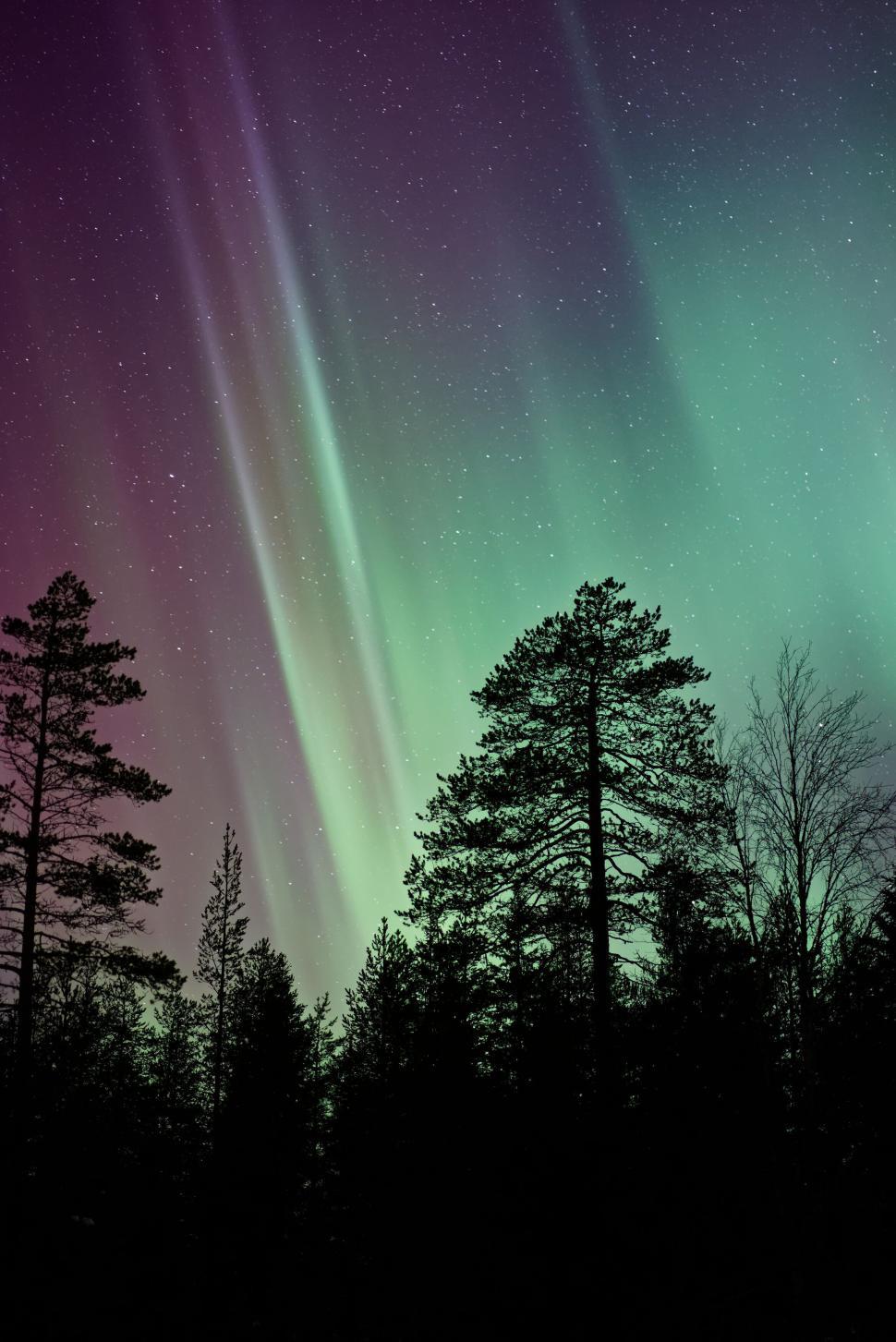Free Image of Bright Northern Lights soaring above silhouetted forest. 