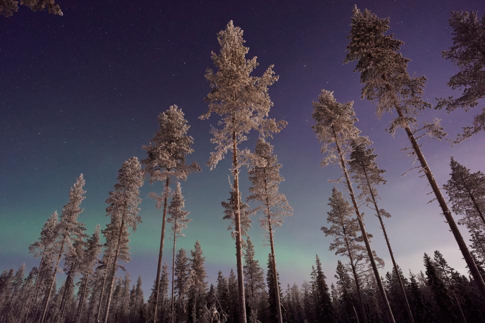 Free Image of Snow-covered trees standing tall under night sky 