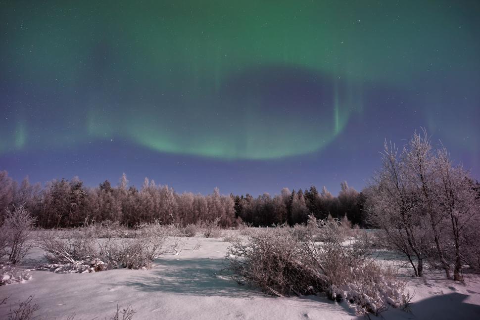 Free Image of Aurora over a snowy field with frosty trees. 