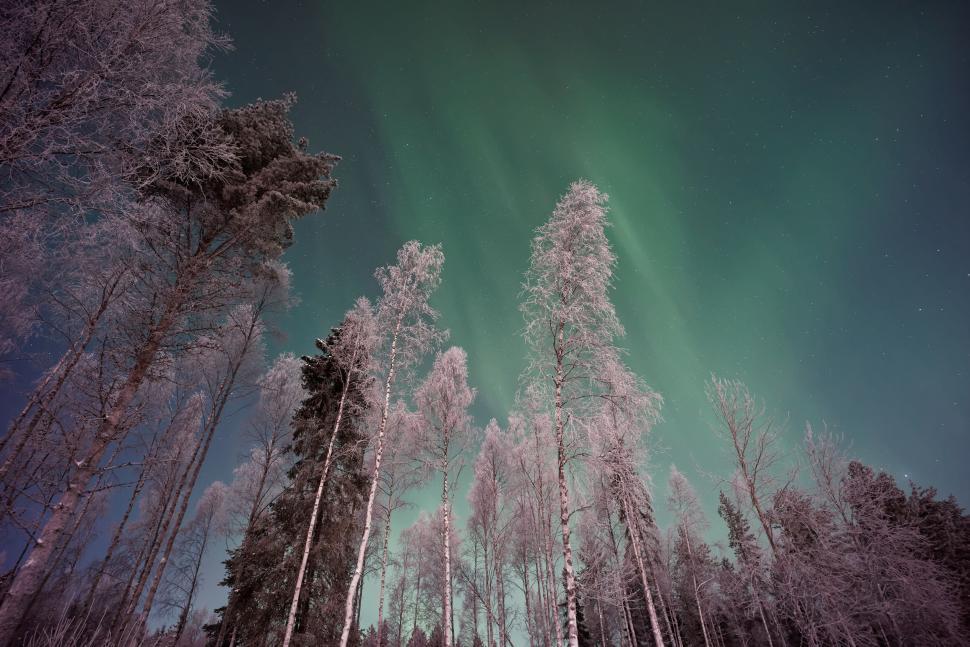 Free Image of Aurora viewed through tall, frosty forest trees. 