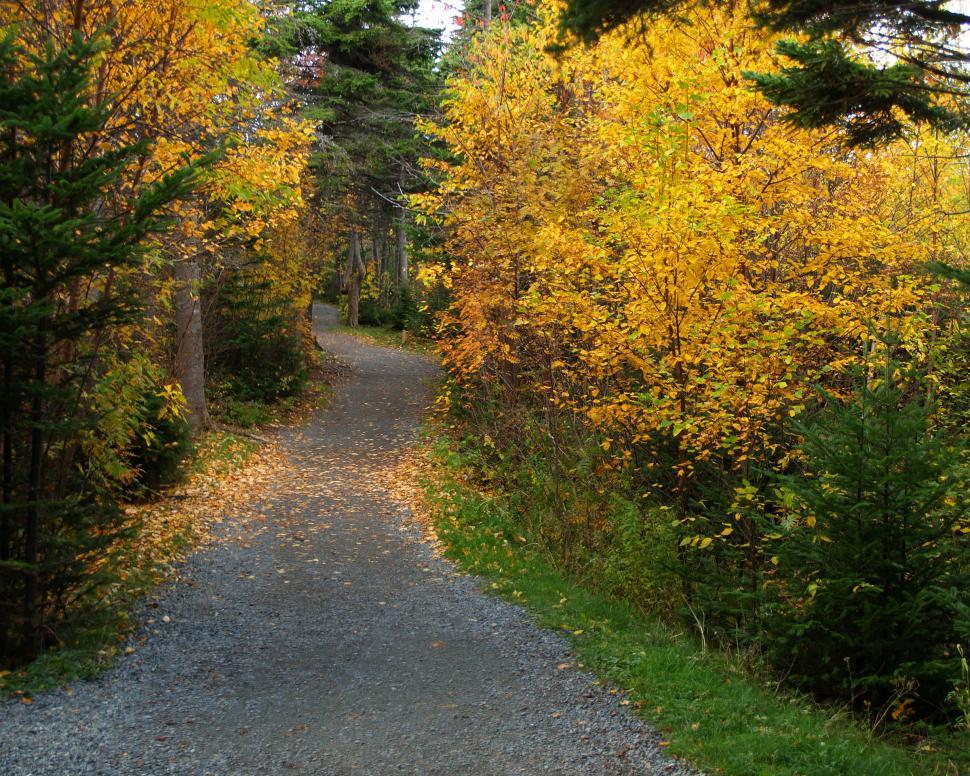 Free Image of Walking Trail 