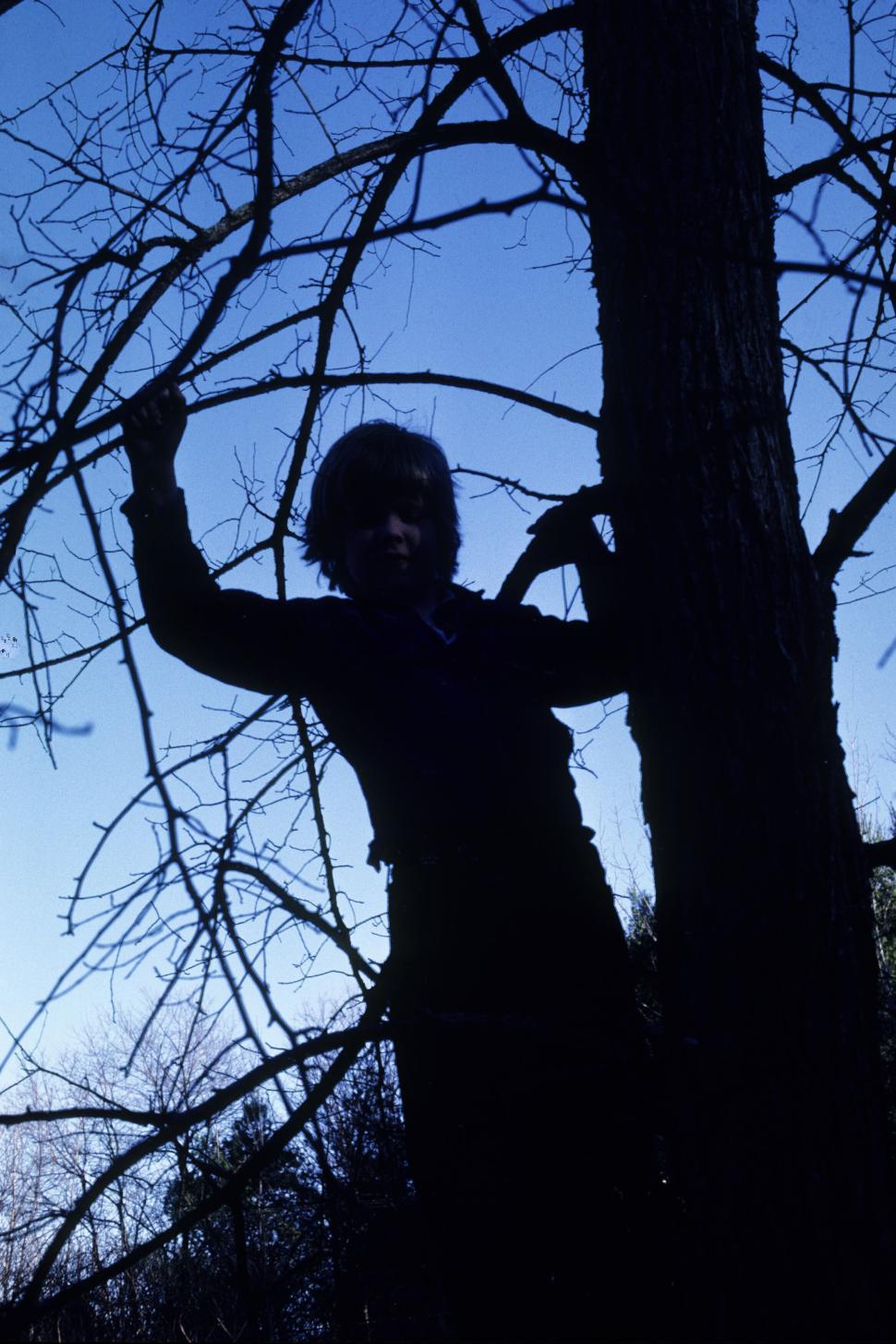 Free Image of Silhouette of person climbing a tree against twilight sky 