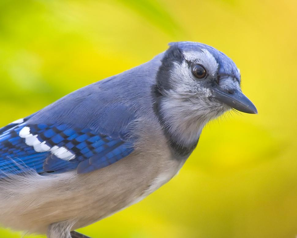 Free Image of Blue Jay 
