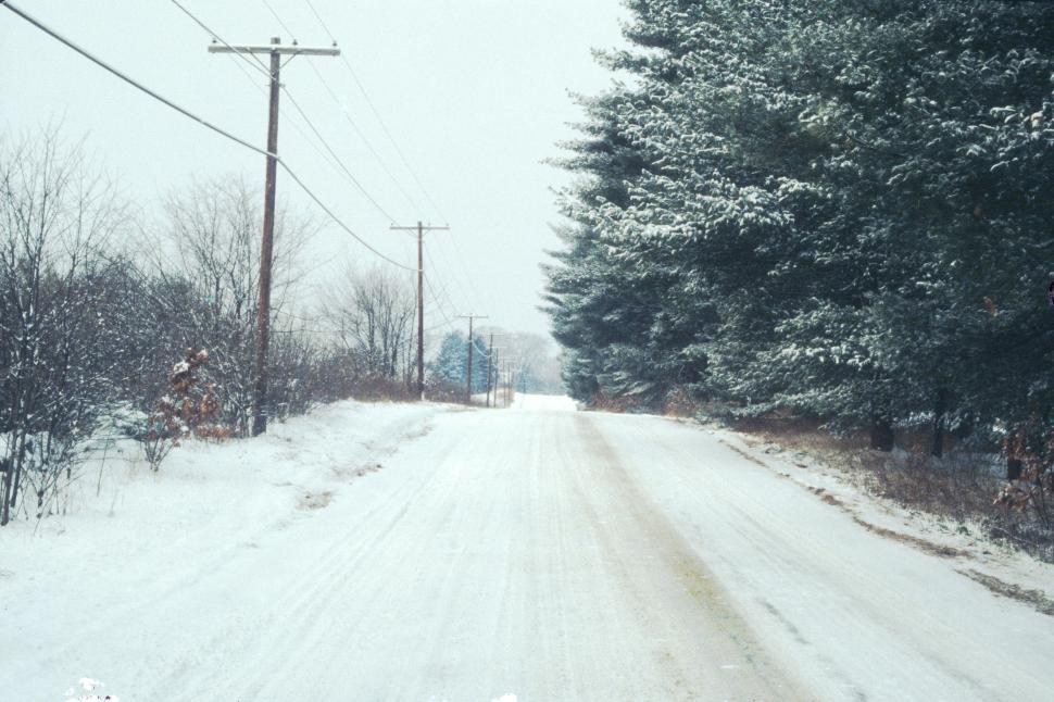 Free Image of Snow-covered road flanked by tall evergreen trees. 