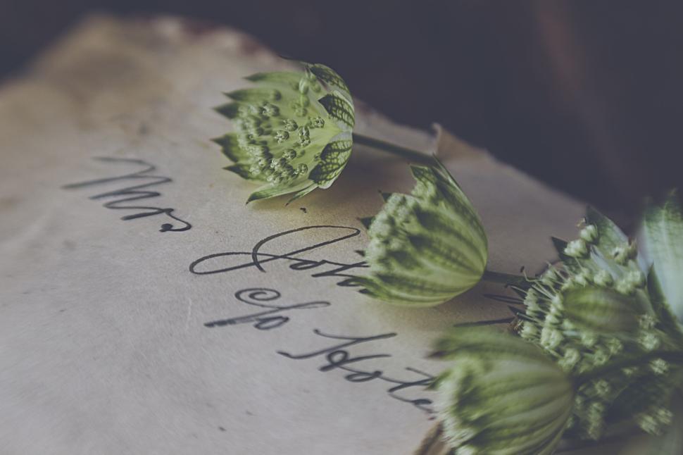 Free Image of Green flowers rest on an old letter with cursive writing. 