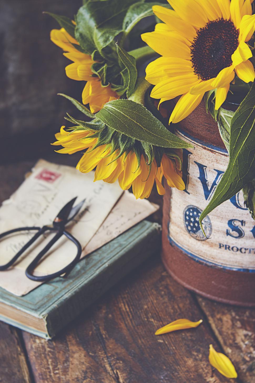 Free Image of Sunflowers in a rustic can with vintage letters on table. 