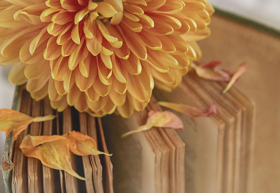 Free Image of Dahlia flower resting on an old book with dried petals. 