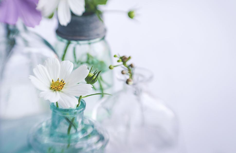 Free Image of White and pink flowers arranged in various glass vases. 