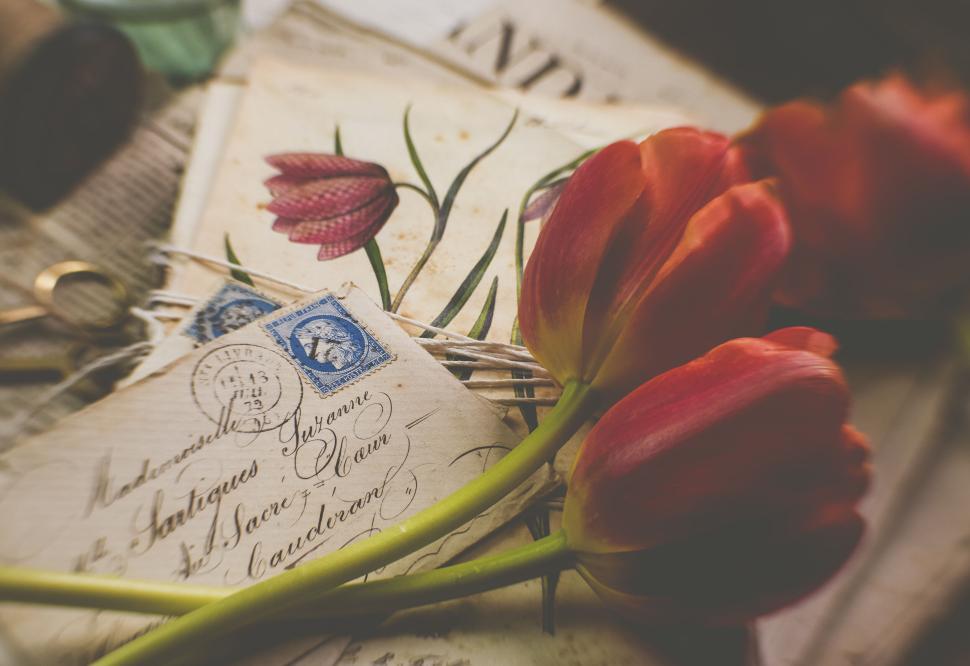 Free Image of Red tulips lying over old letters with illustrations. 