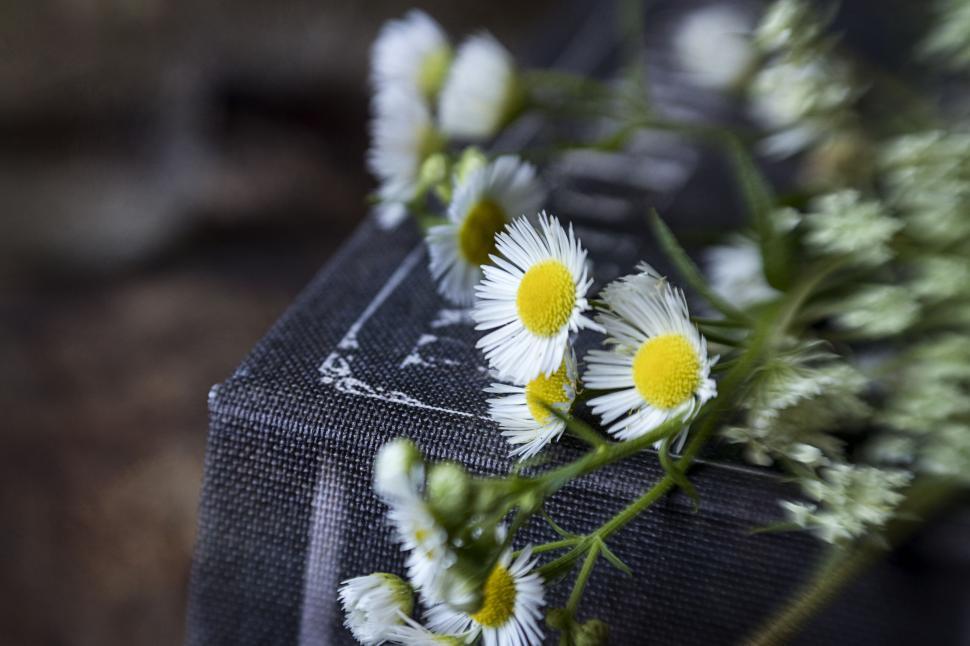 Free Image of Small daisies lying on a textured dark gray book. 