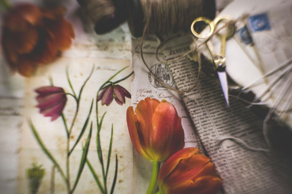 Free Image of Orange tulips over vintage papers with illustrations. 