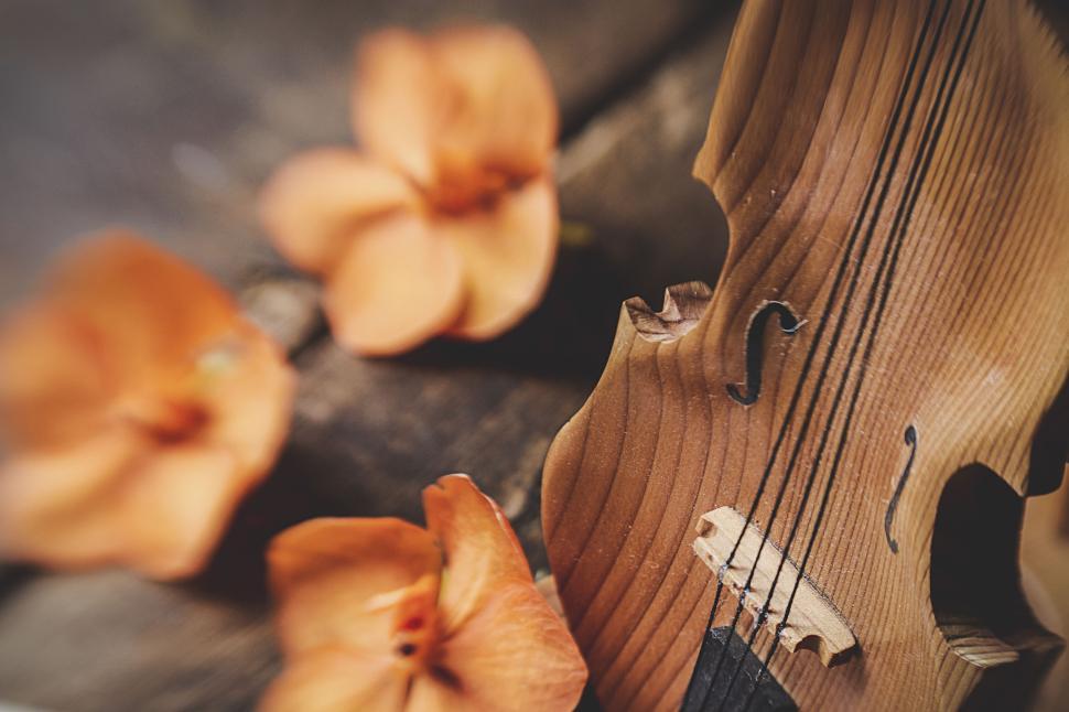 Free Image of Violin close-up with orange flowers, wooden background 