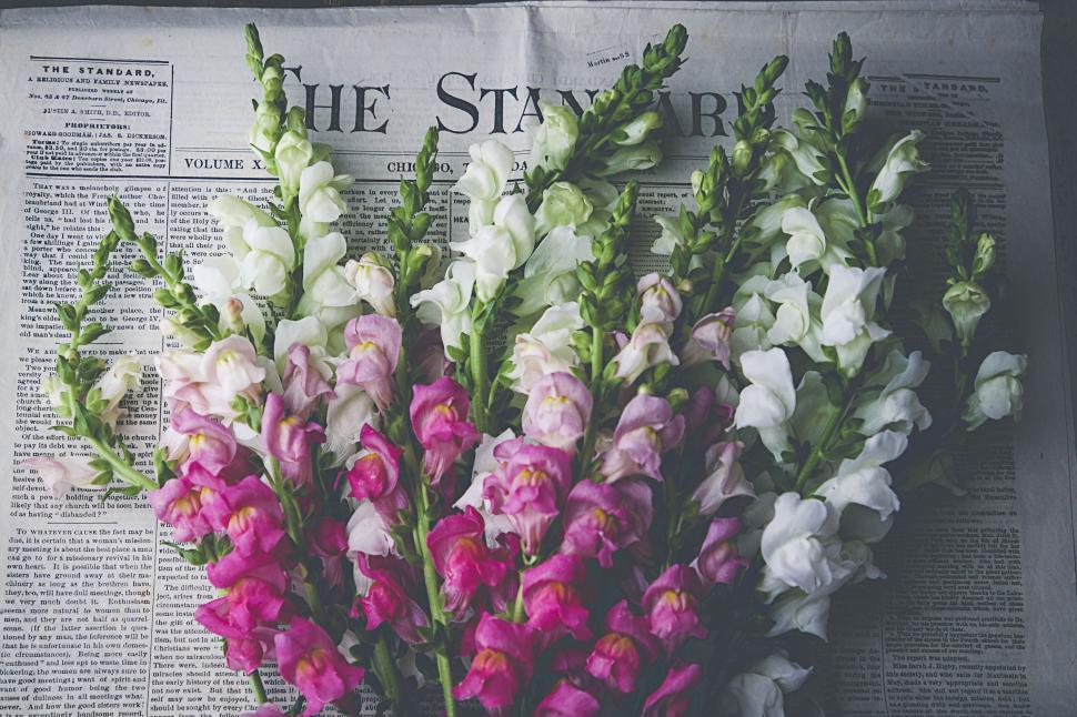 Free Image of Bouquet of colorful flowers on vintage newspaper backdrop 