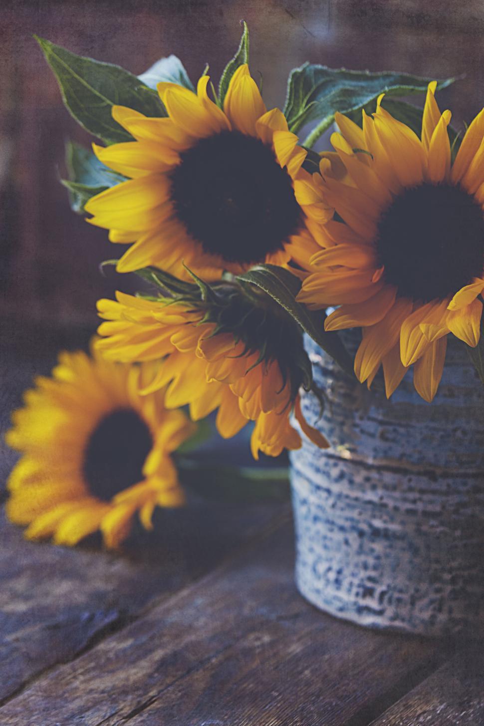 Free Image of Sunflowers arranged in a rustic metal container. 
