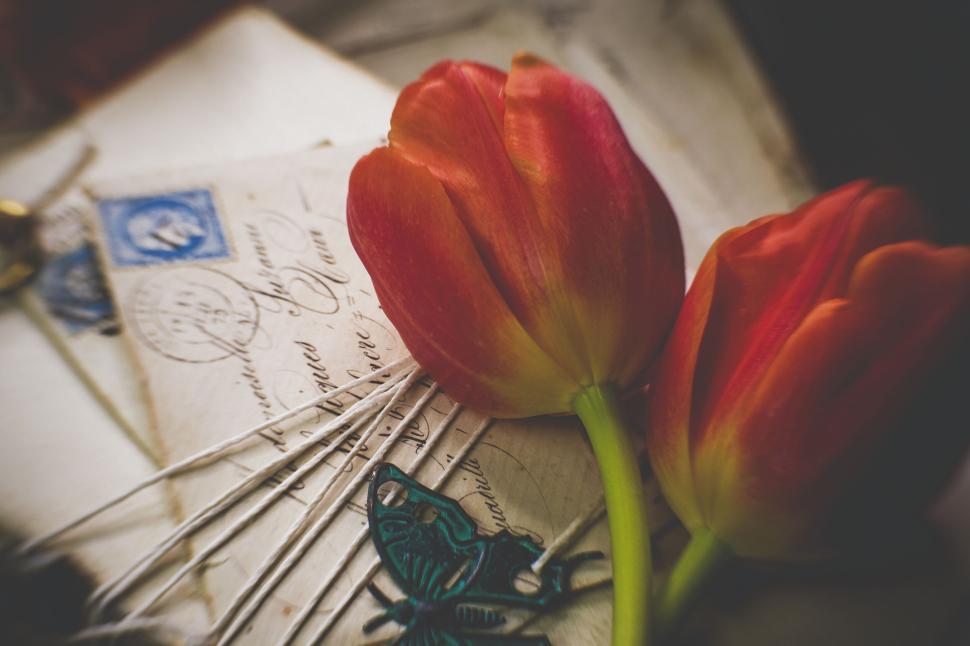 Free Image of Red tulips on vintage letters with butterfly decor. 