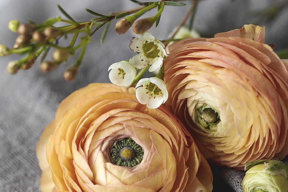 Free Image of Peach ranunculus flowers in a close-up composition. 