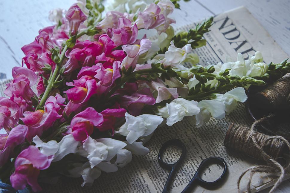 Free Image of Pink and white flowers on newspaper with scissors. 
