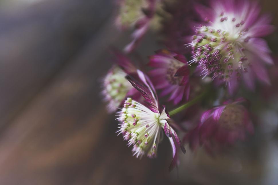 Free Image of Close-up of astrantia flowers with soft focus effect. 