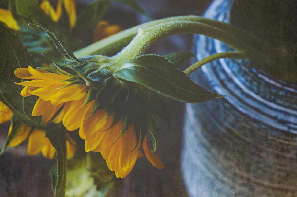 Free Image of Vibrant yellow sunflower close-up with rustic background 