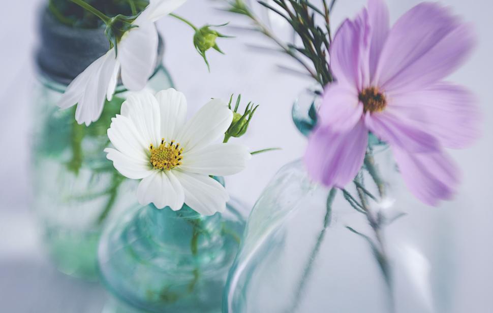 Free Image of Colorful flowers in blue vases with a soft, warm ambiance 