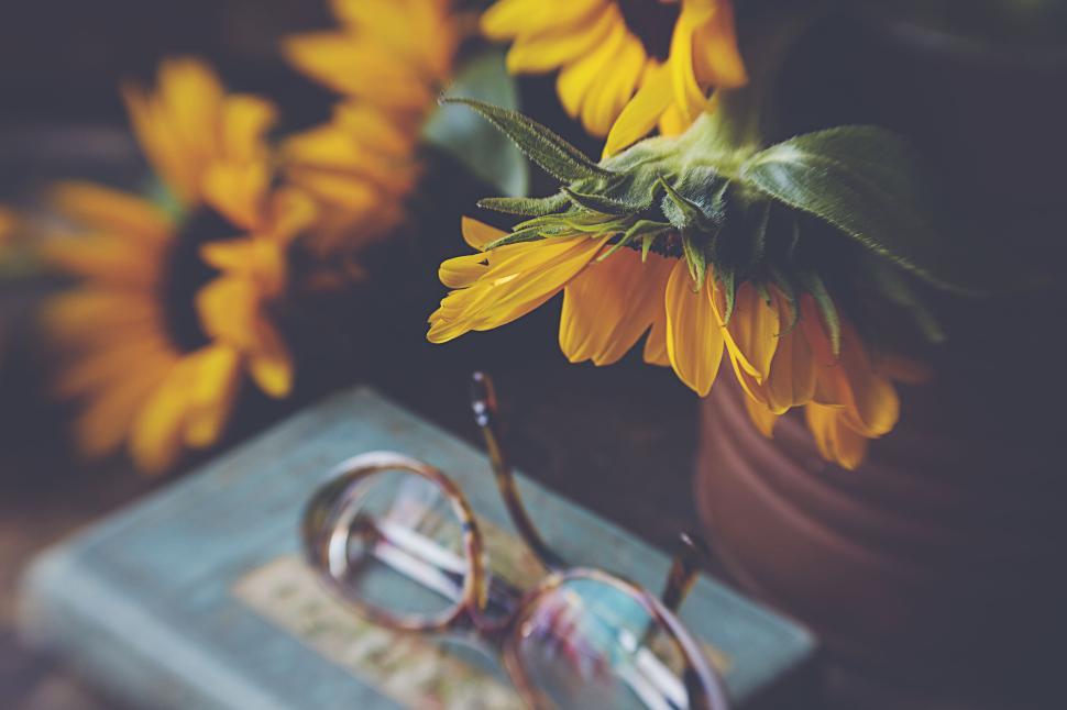 Free Image of Yellow sunflowers with book and glasses on a table. 