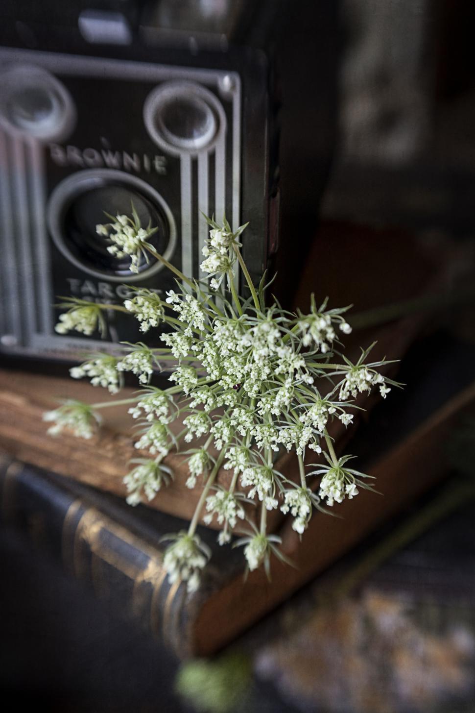 Free Image of White flowers on old books next to a retro camera. 