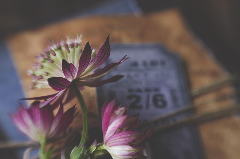 Free Image of Purple flowers and vintage paper objects on table 
