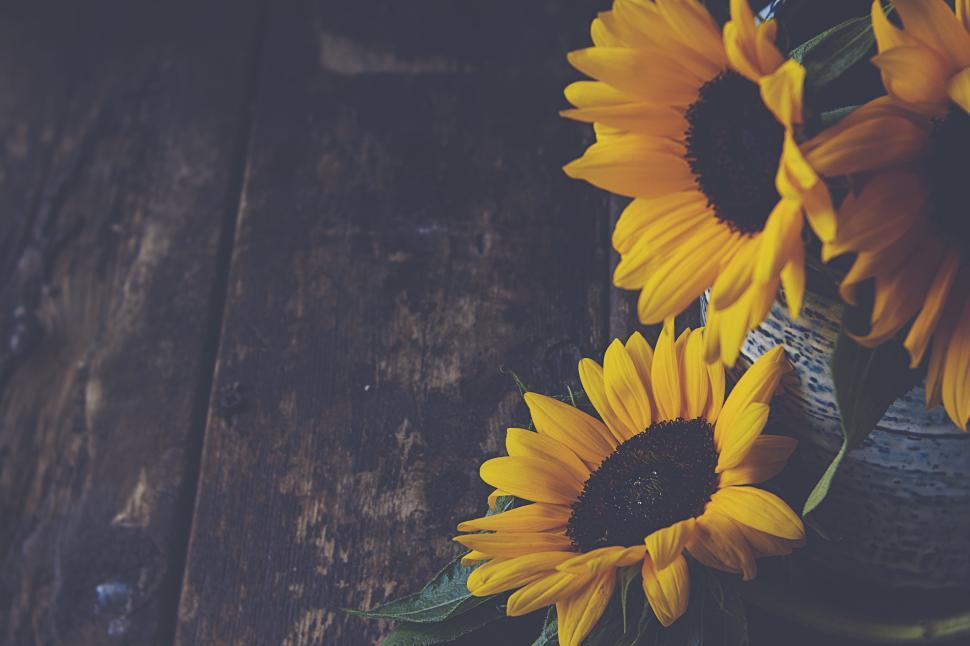 Free Image of Bright sunflowers placed on old rustic wood table 