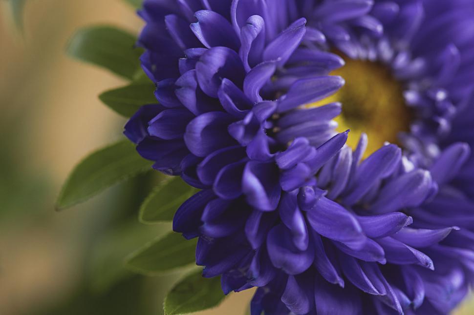 Free Image of Close-up of vibrant purple flower with yellow center 