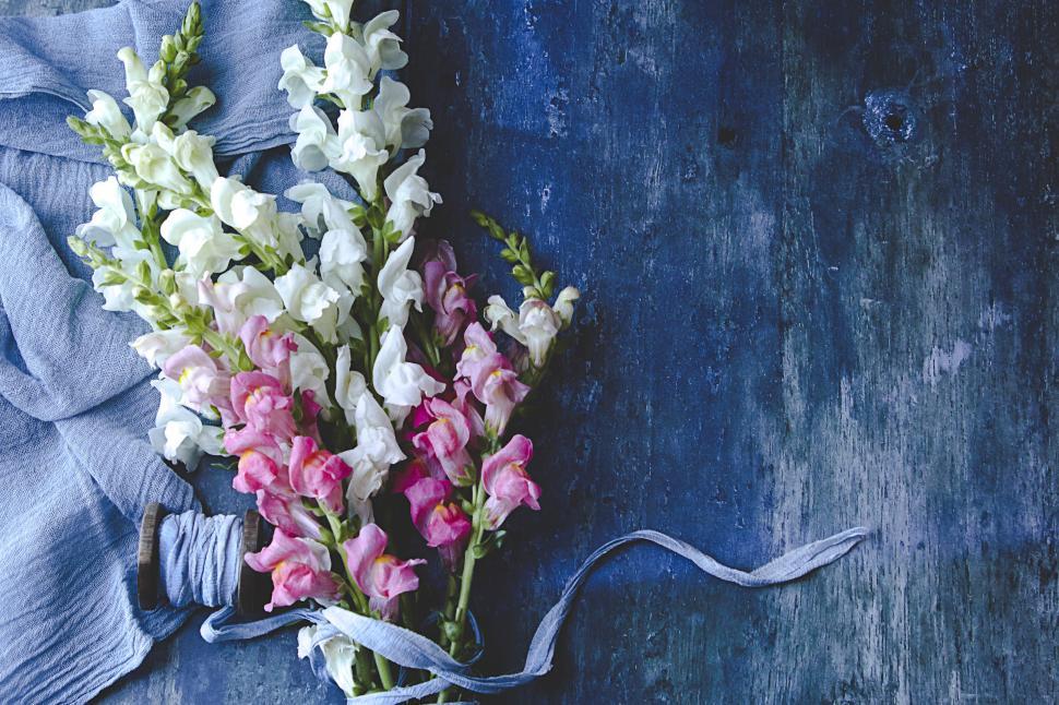 Free Image of Bouquet of snapdragon flowers in pastel and vibrant hues 